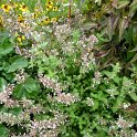 Nepeta grandiflora 'Down to Dusk'